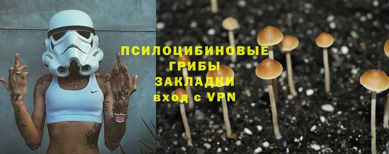 Псилоцибиновые грибы Psilocybe  где можно купить   Курильск 